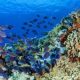 Coral reef health