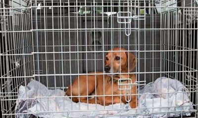 Guide To Purchasing, Setting Up, And Collapsing A Dog Crate