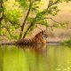 Enjoy Jaipur Sightseeing Tour and Ranthambore National Park