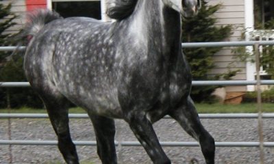 dark-dapple-gray-horse