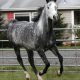dark-dapple-gray-horse