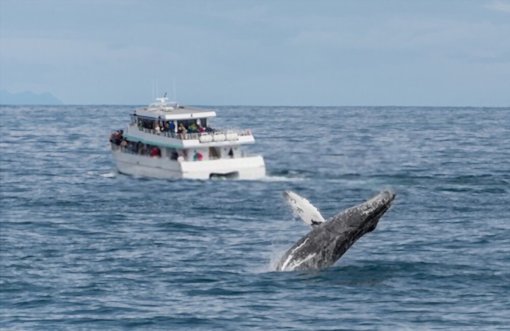 Affordable Whale Watching Tour Services in Orlando FL