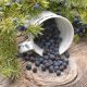 It is possible to produce seed cones made from juniper timber. These are also known as juniper berries. The berries come in a variety of colors, but they tend to be deep blue.