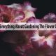 Know Everything About Gardening The Flower Gladiolus