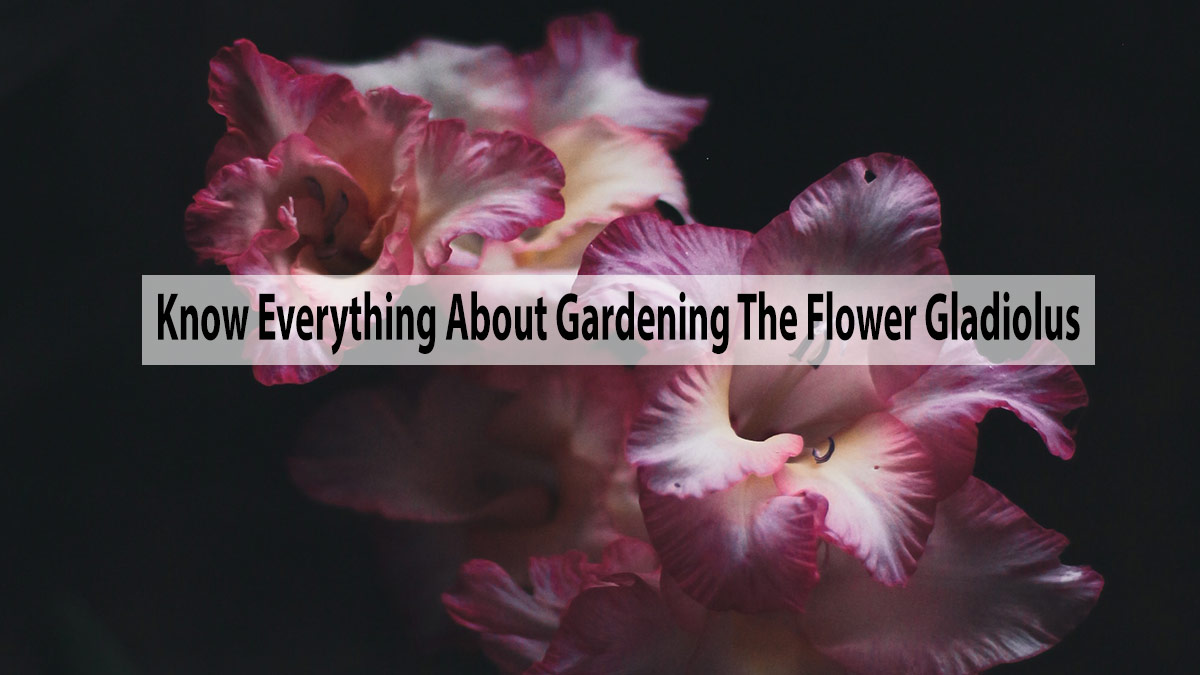 Know Everything About Gardening The Flower Gladiolus