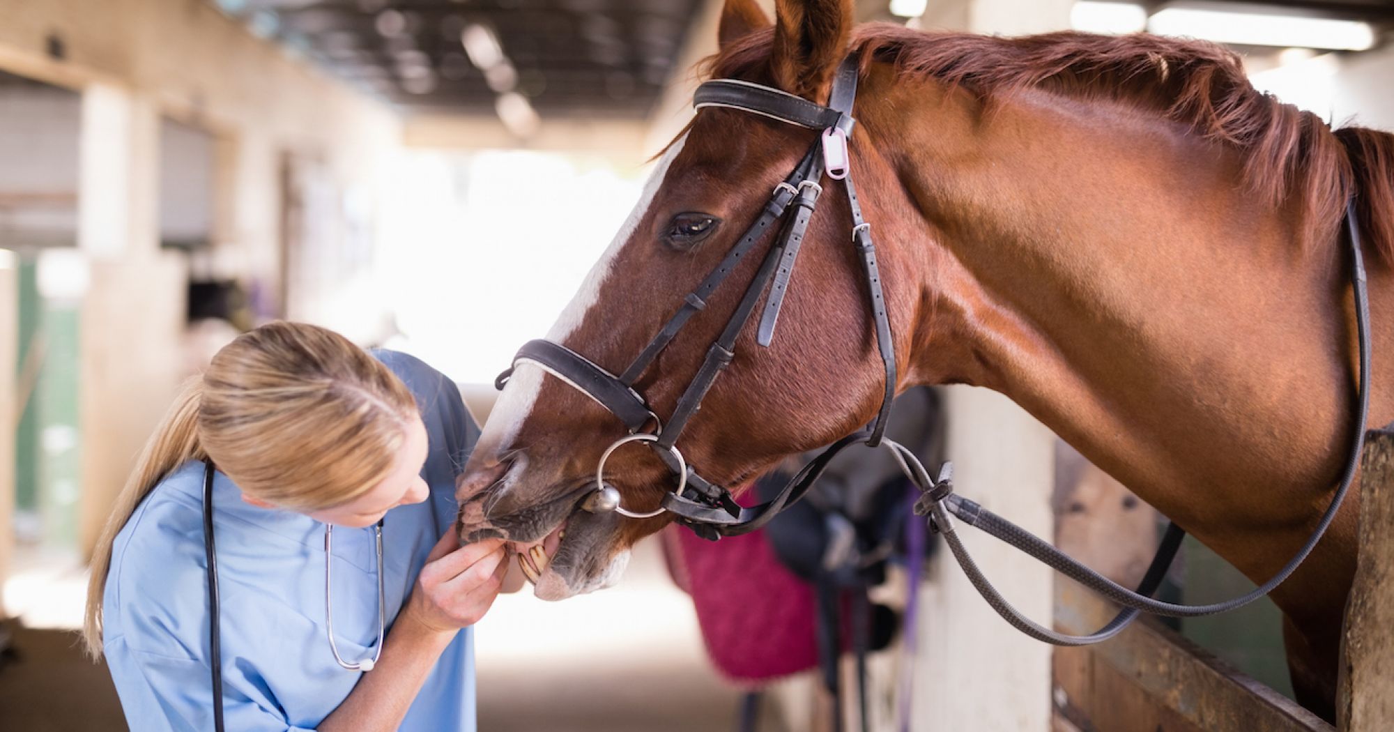 Health and Wellbeing of Horses